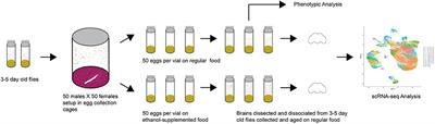 Developmental Alcohol Exposure in Drosophila: Effects on Adult Phenotypes and Gene Expression in the Brain